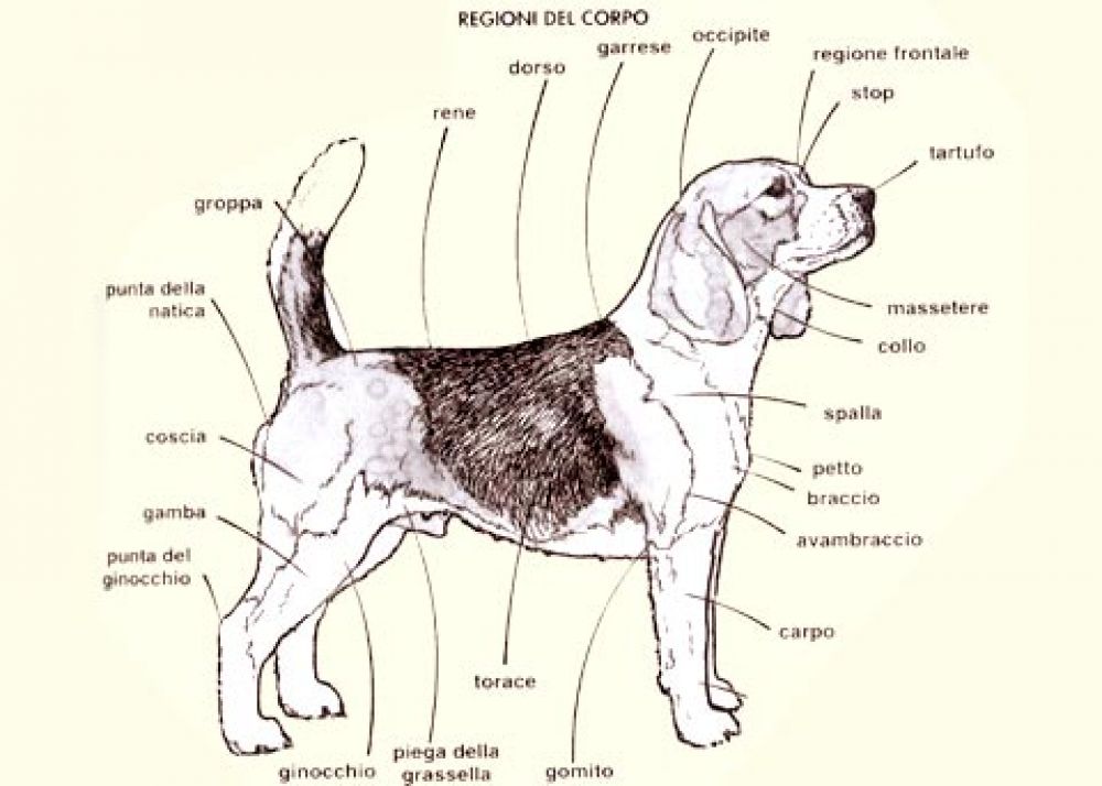Caratteristiche del cane di razza Beagle